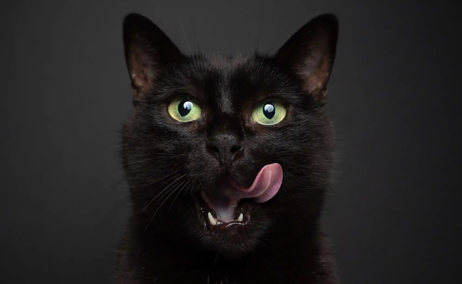 Black cat licking its lips.