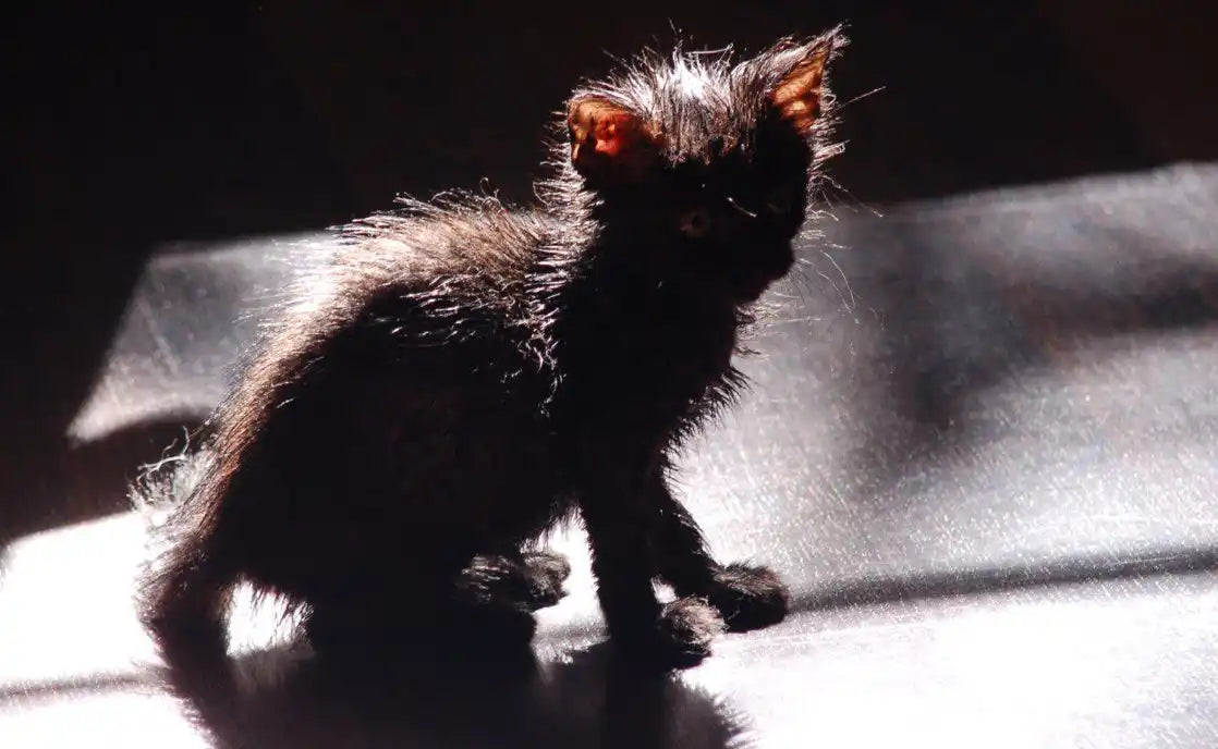 Scruffy black kitten.